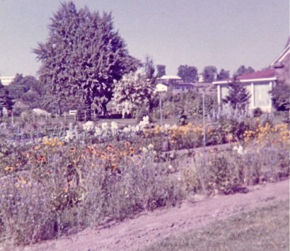 Do and Don's garden 7-69