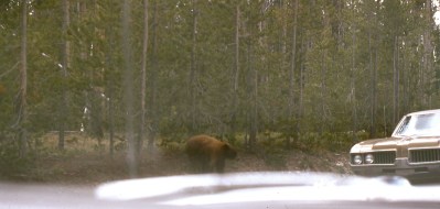 1965 Yellowstone 8 Bear and Mercury