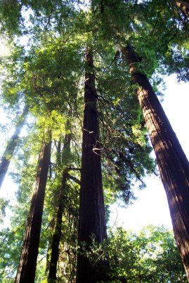 553844_10151205946860606_1580343272_n