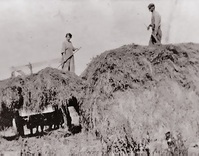 Heinz, May & Frank haying